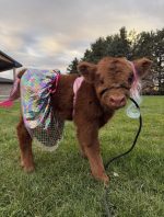 Luna (Female)Mini Scottish Highland cow - Image 2