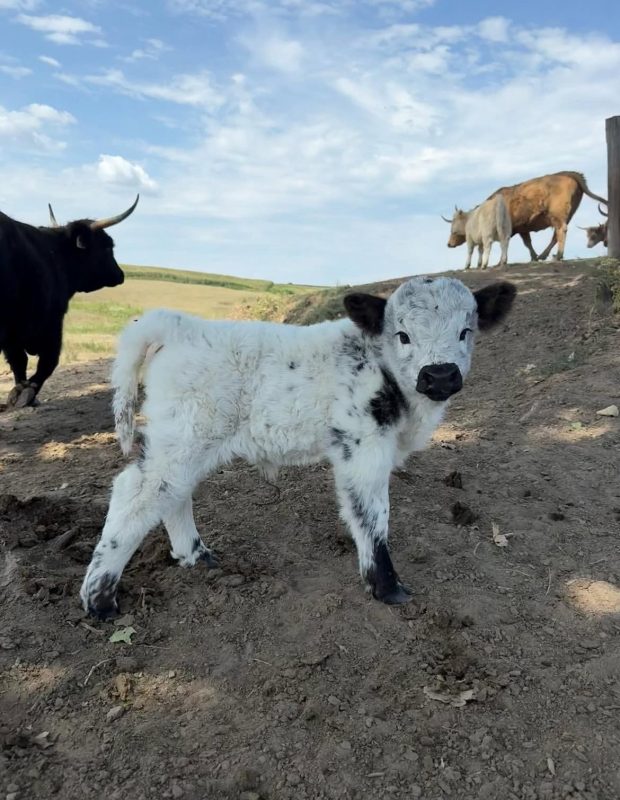 Ashley (Female)Mini Scottish Highland heifer Cow For Sale Buy mini highland cow miniature cattle for sale buy mini cattle for sale