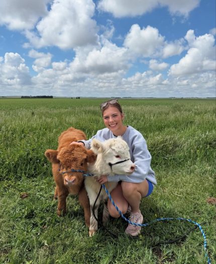 Rusty (Male) & Lola (Female) miniature cows for sale miniature cow for sale buy mini highland cattle mini highland cattle for sale mini highland cow for sale