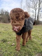 Stormy(Female) Scottish Mini Highland cow for sale - Image 2