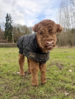 Stormy(Female) Scottish Mini Highland cow for sale