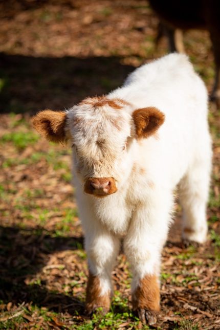 Theo (Female) Miniature highland Cow for sale