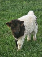 Franklin (Male)Mini Scottish Highland cow - Image 3