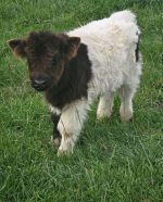 Franklin (Male)Mini Scottish Highland cow - Image 2