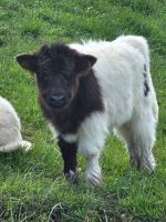 Franklin (Male)Mini Scottish Highland cow