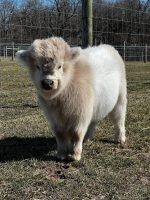 Miniature Highland Cow – Meet Ashley - Image 2