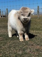 Miniature Highland Cow – Meet Ashley