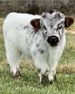 Sophie (Female) mini highland cow for sale