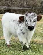 Sophie (Female) mini highland cow for sale - Image 2