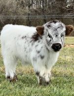 Sophie (Female) mini highland cow for sale - Image 3