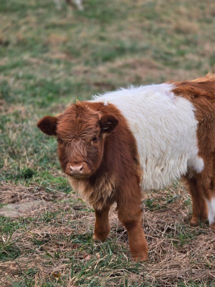 Stormy(Male) Scottish Mini Highland cow for sale
