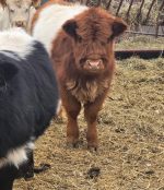Stormy(Male) Scottish Mini Highland cow for sale - Image 3
