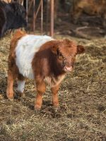 Stormy(Male) Scottish Mini Highland cow for sale - Image 2