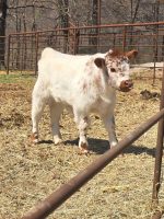 Theo (Female) Miniature highland Cow for sale - Image 3