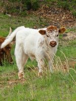 Theo (Female) Miniature highland Cow for sale - Image 2