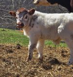 Theo (Female) Miniature highland Cow for sale