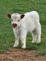 Wesley (Male) buy mini highland cow - Image 2