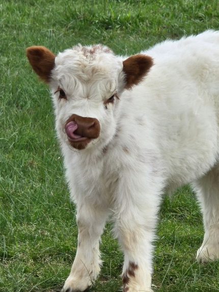 Wesley (Male) buy mini highland cow mini cows for sale get mini highland cows Mini Highland Cow