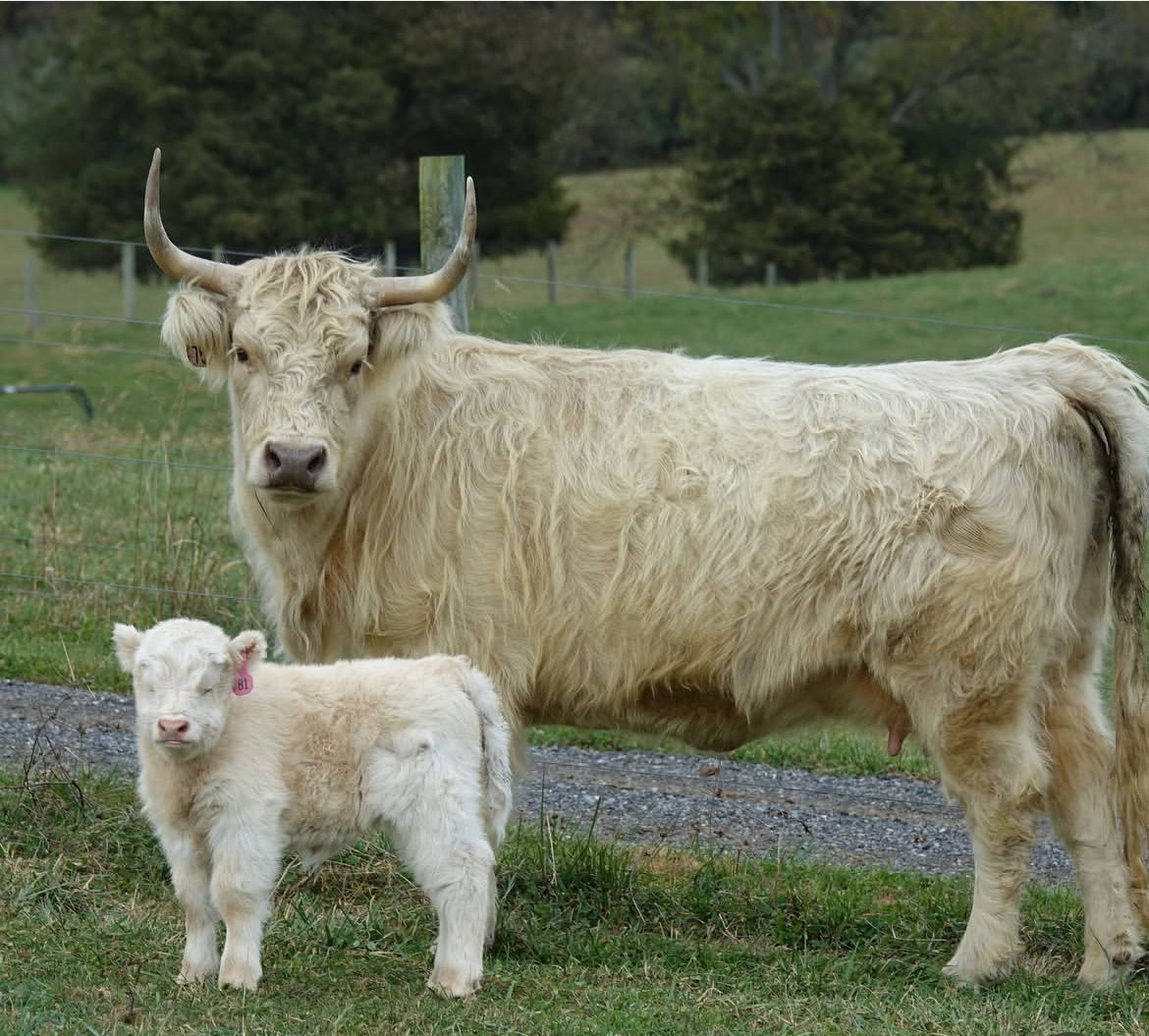 Mini cows for sale buy mini cows Get mini cows mini cows available Where to buy mini cows Buy mini highland cows Mini highland cows for sale Buy mini highland cows online Get mini cows online Buy miniature cows