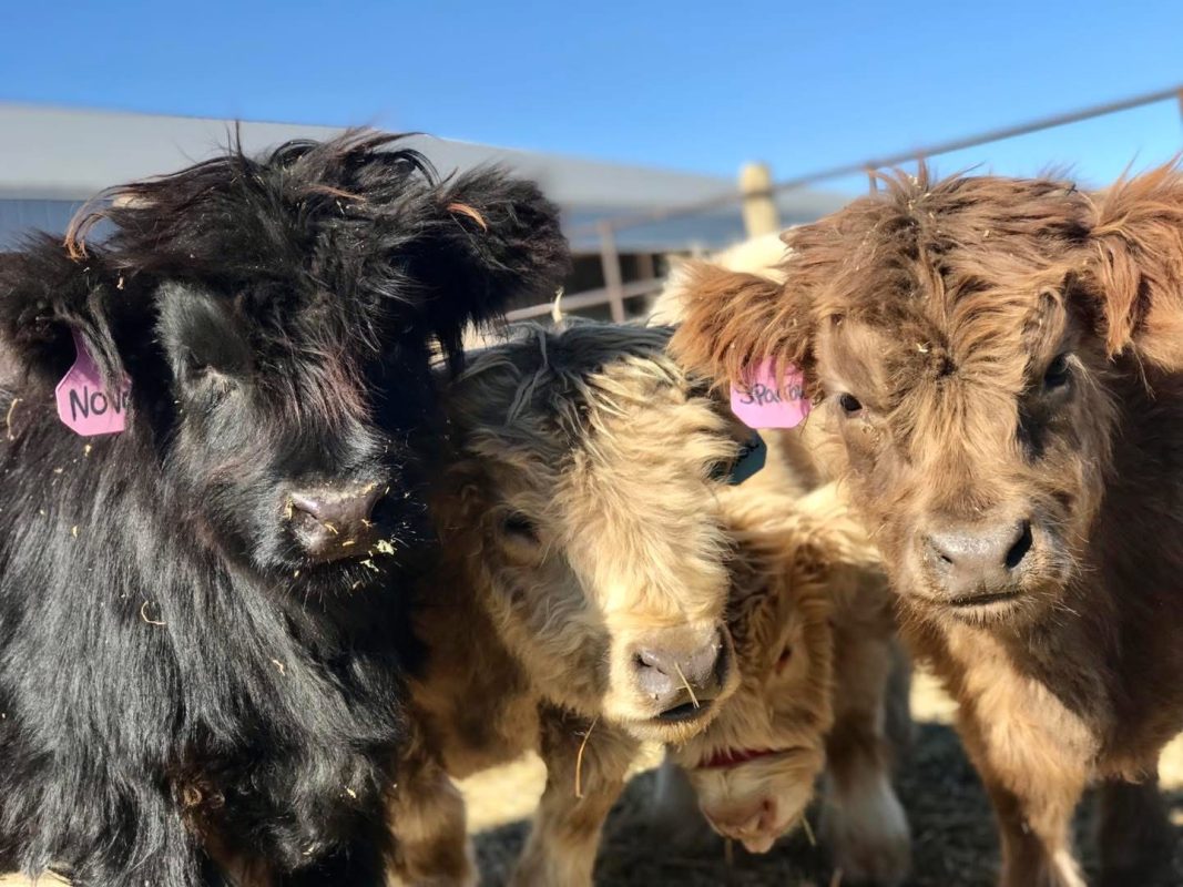 miniature cows for sale miniature cows for sale in california miniature highland cows for sale in california where to buy miniature cows in canada how much does miniature cows cost miniature cows for sale near los angeles ca mini cows for sale in California micro miniature cows for sale california