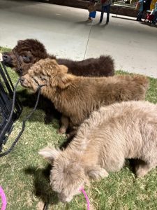 miniature cows for sale cows for sale mini cows for sale