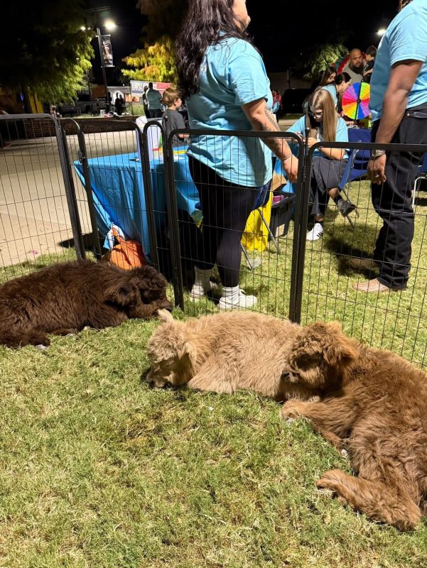 Mini cows for sale buy mini cows Get mini cows mini cows available Where to buy mini cows Buy mini highland cows Mini highland cows for sale Buy mini highland cows online Get mini cows online Buy miniature cows