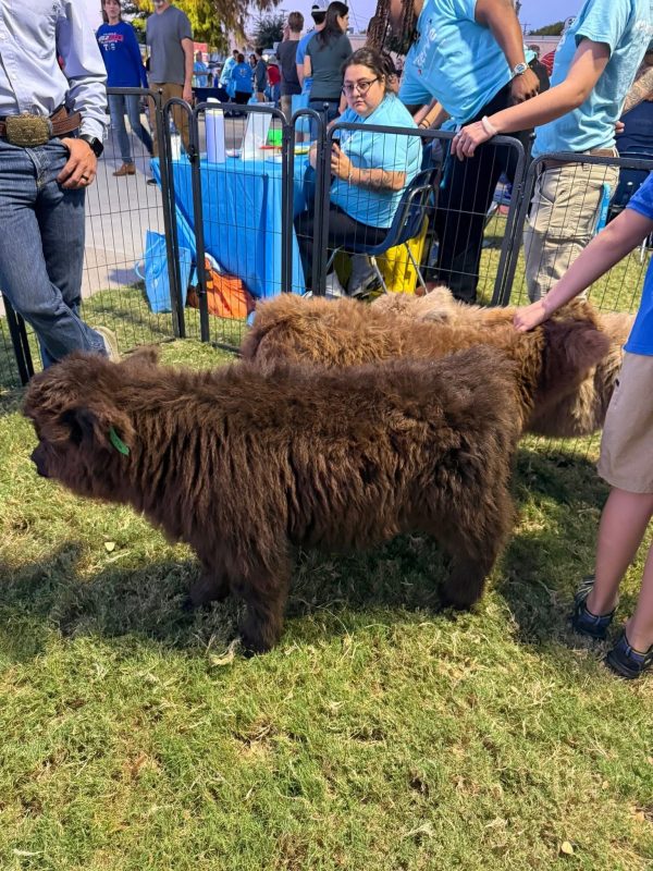Mini cows for sale buy mini cows Get mini cows mini cows available Where to buy mini cows Buy mini highland cows Mini highland cows for sale Buy mini highland cows online Get mini cows online Buy miniature cows