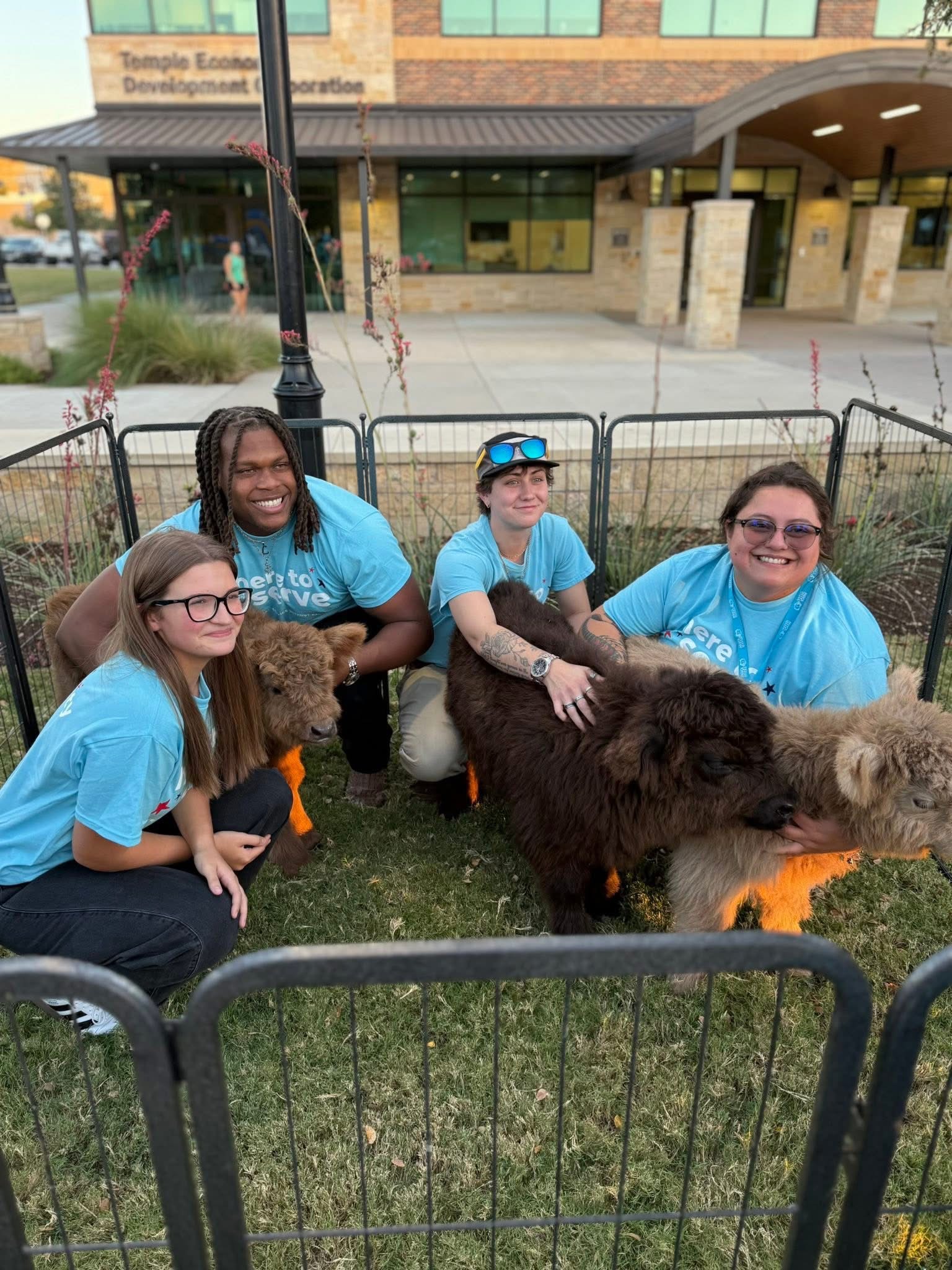 Mini cows for sale buy mini cows Get mini cows mini cows available Where to buy mini cows Buy mini highland cows Mini highland cows for sale Buy mini highland cows online Get mini cows online Buy miniature cows
