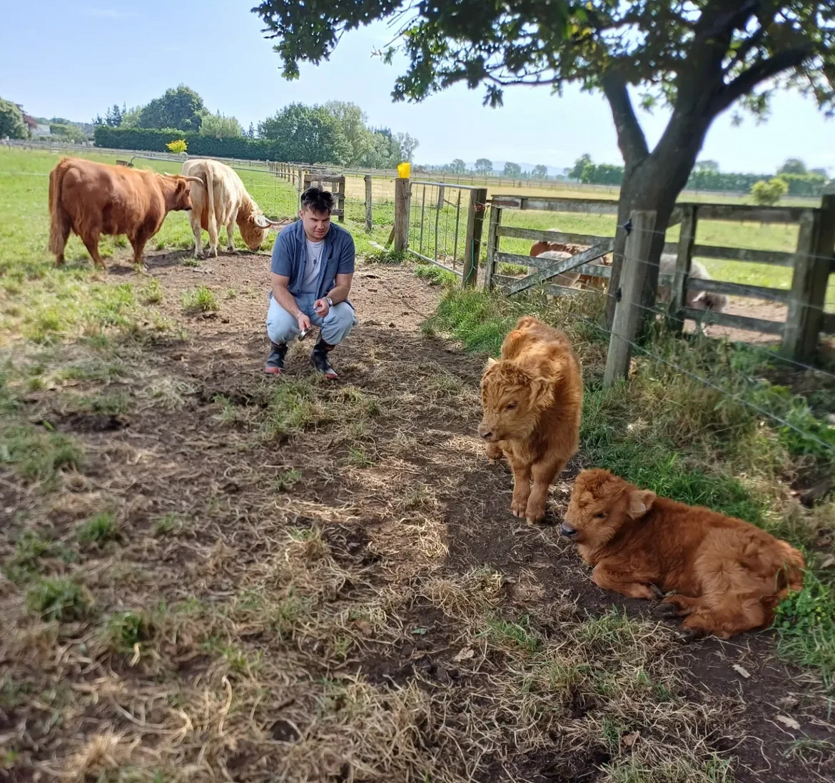 Mini cows for sale buy mini cows Get mini cows mini cows available Where to buy mini cows Buy mini highland cows Mini highland cows for sale Buy mini highland cows online Get mini cows online Buy miniature cows