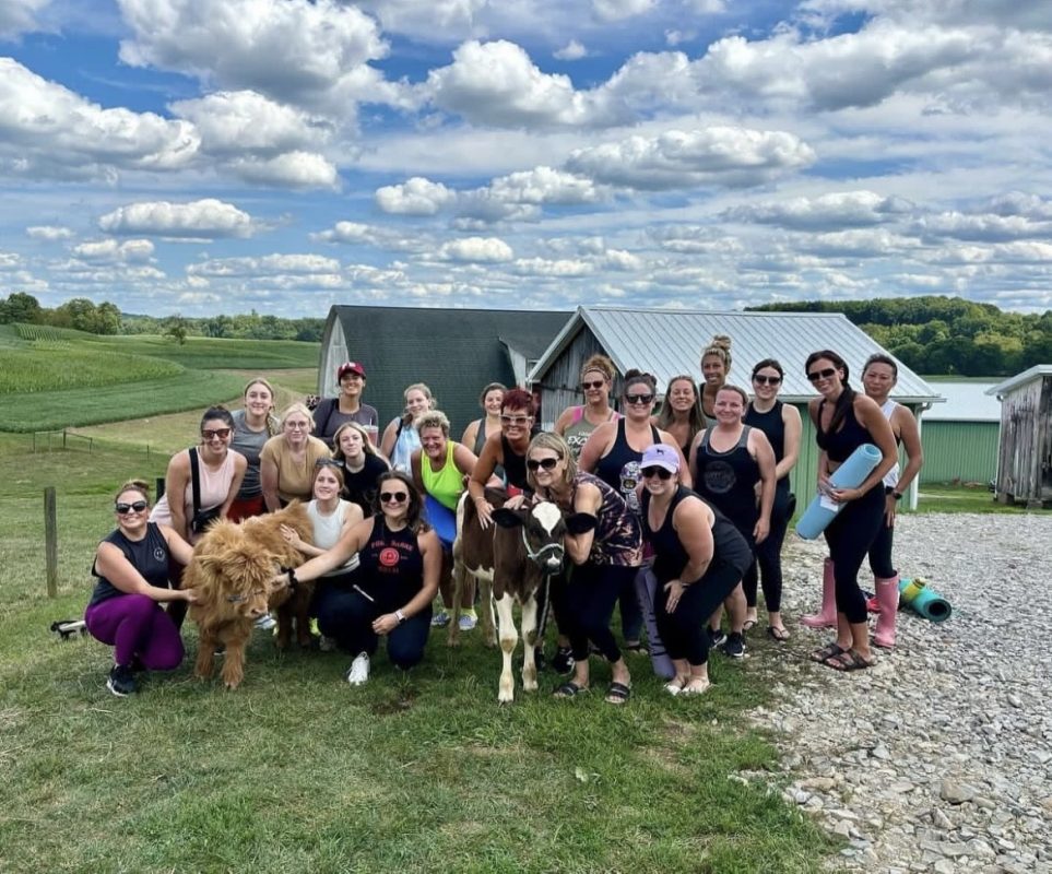 Mini cows for sale buy mini cows Get mini cows mini cows available Where to buy mini cows Buy mini highland cows Mini highland cows for sale Buy mini highland cows online Get mini cows online Buy miniature cows