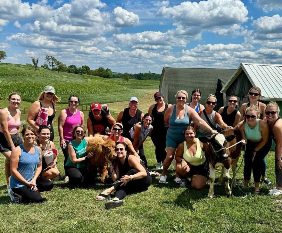 Mini cows for sale buy mini cows Get mini cows mini cows available Where to buy mini cows Buy mini highland cows Mini highland cows for sale Buy mini highland cows online Get mini cows online Buy miniature cows