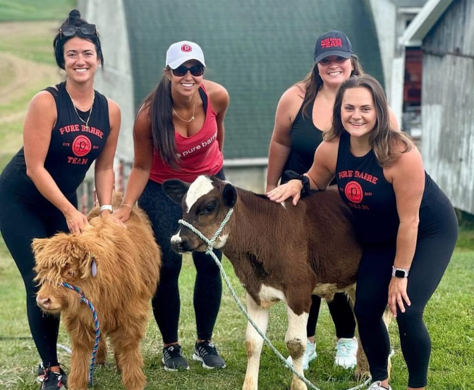 Mini cows for sale buy mini cows Get mini cows mini cows available Where to buy mini cows Buy mini highland cows Mini highland cows for sale Buy mini highland cows online Get mini cows online Buy miniature cows